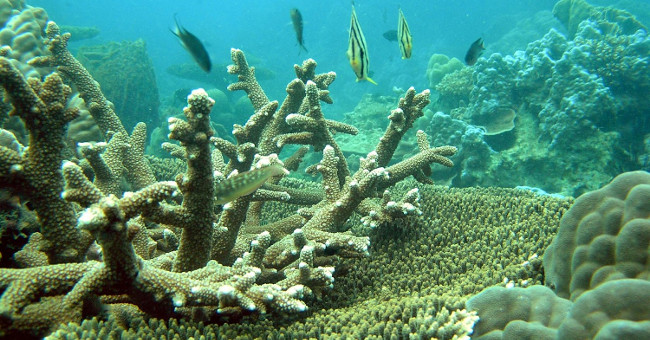 Acid in the sea is destroying coral reefs