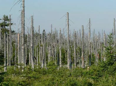 Acid rain devastates human habitats