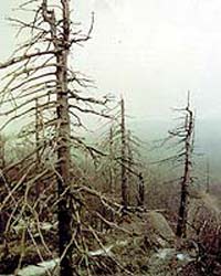 Acid rain is not always harmful