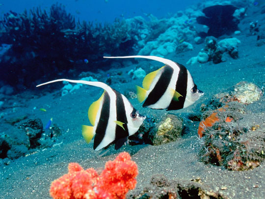 Acidification seriously threatens the marine environment