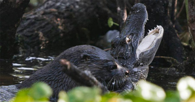 Acting on the council, the otter swarms each other 'make salad' lord of the swamp