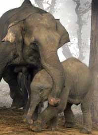 Action plan to protect elephants