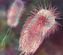 Acute diarrhea in the elderly: Can not be underestimated