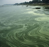 ADB supports the most polluted lake restoration project in China