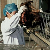 Add 2 Chinese provinces outbreak of H7N9