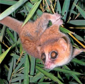 Add 2 species of gibbons to the group of primates