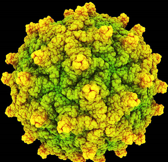 Add 234 new viruses discovered