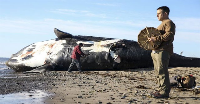 Add a species of whale is likely to be extinct