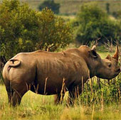 Add a subspecies of extinct rhino