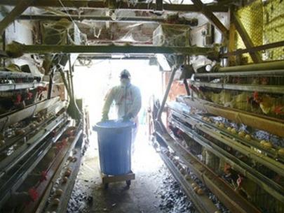 Add an outbreak of bird flu in Japan