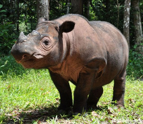 Add hope to successfully breed Sumatra rhino