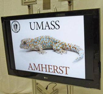 Adhesive cushion inspired by gecko foot
