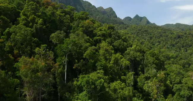 Admire artificial plants, absorb carbon more than 1,000 times more effectively than real trees