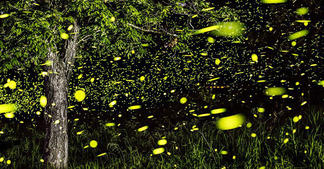Admire beautiful exposure photos of fireflies