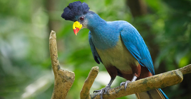 Admire birds only in Africa
