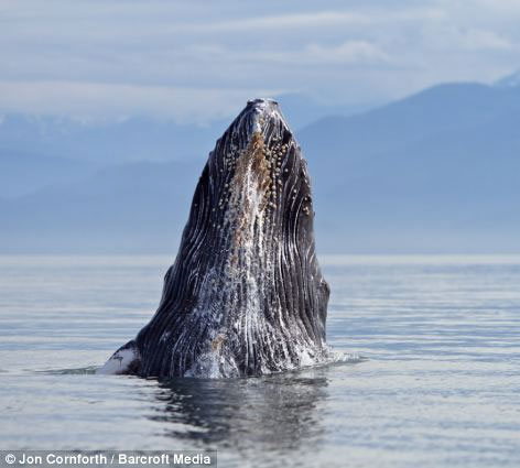 Admire humpback whales dancing on the water
