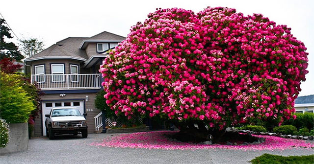 Admire the 16 most magnificent ancient trees in the world
