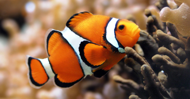 Admire the 4 most special fish species in the world