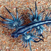 Admire the beautiful blue dragon on the seabed