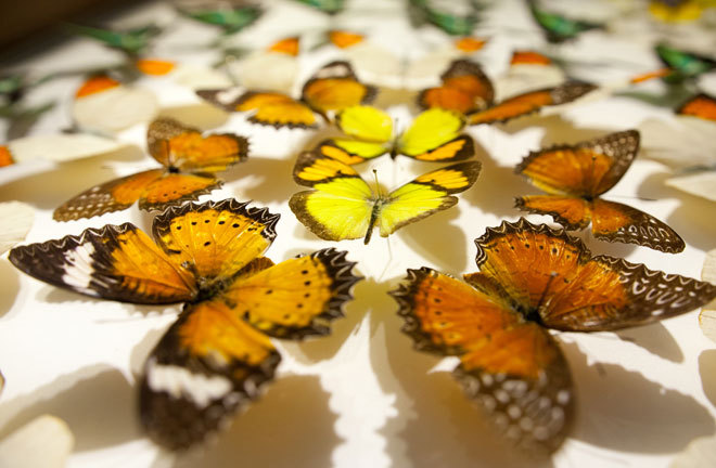 Admire the beautiful, exotic butterflies in Vietnam