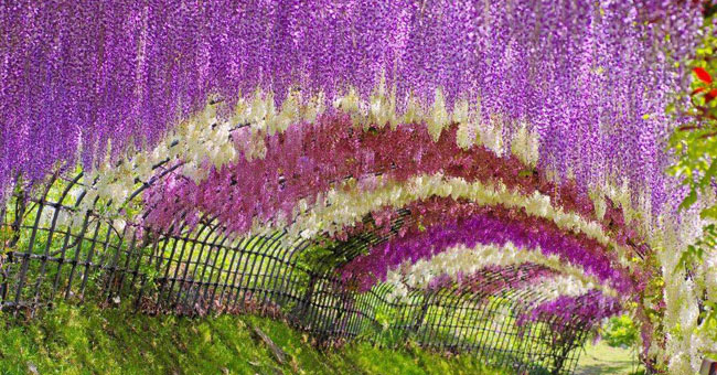 Admire the beautiful flower fields in Japan
