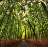 Admire the beauty of strange and unique forests in the world