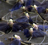Admire the ephemeral species 'reunion' on the river