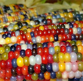 Admire the exotic polychrome corn in America