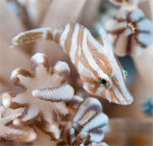 Admire the extreme camouflage art of animals