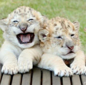 Admire the extremely rare breed of hybrids between tigers and lions
