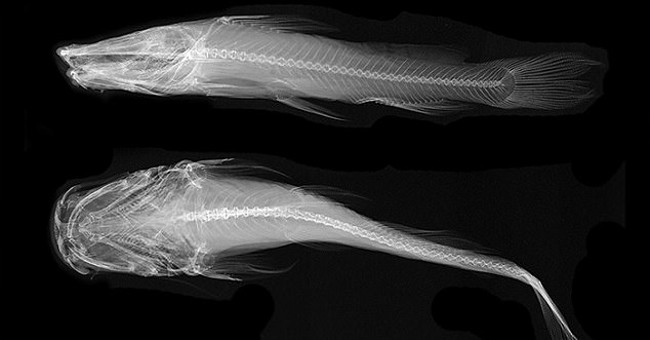 Admire the fish that make the American science world zealous