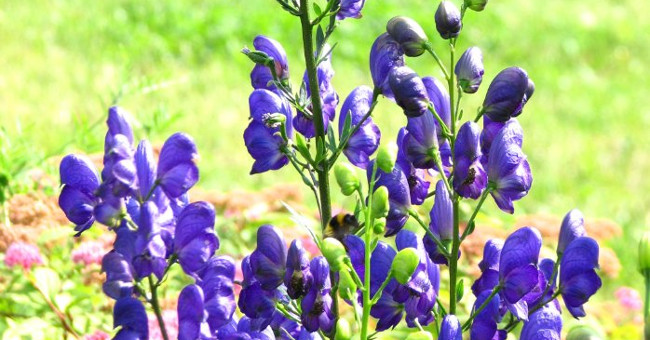 Admire the flower of the
