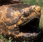 Admire the freshwater beast