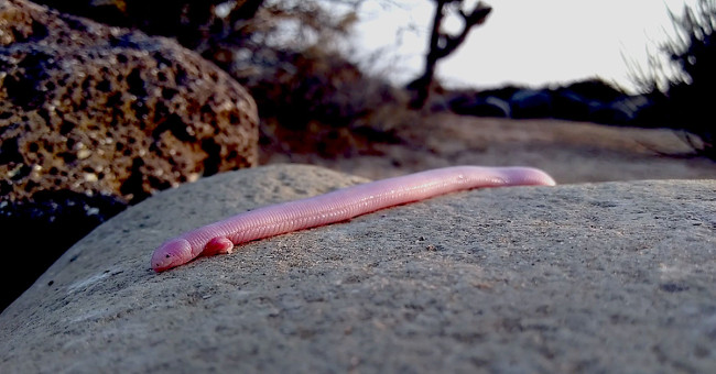 Admire the half-snake, half-snake creature but has two legs