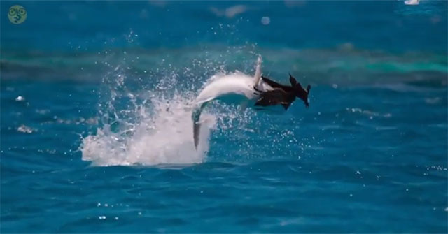 Admire the hunting skills of fish that love to eat ... bird meat!