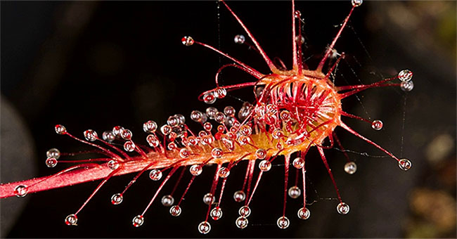 Admire the moment when the carnivorous plants use 'demon finger' to catch the prey