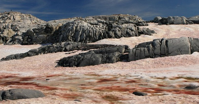 Giant Algae Surrounds Antarctica