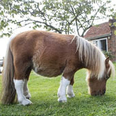 Admire the ponies just as tall as dogs
