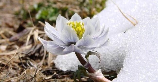 Admire the rare snow lotus in the Himalayas