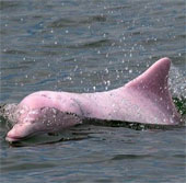 Admire the special rare pink dolphins