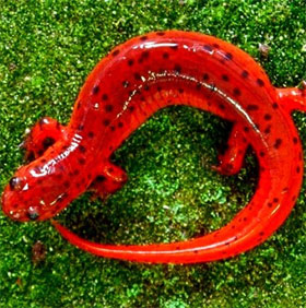 Admire the strange animals like sweet candy