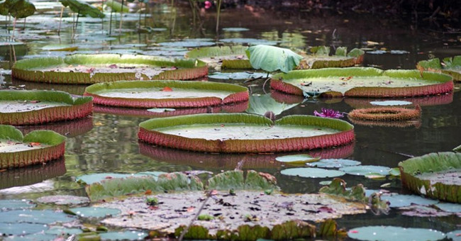 Admire the rare snow lotus in the Himalayas