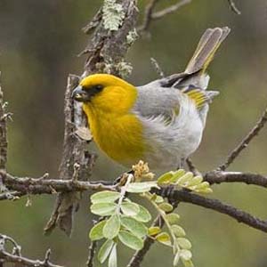 Admire the world's rarest birds