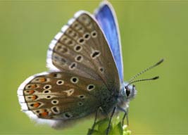 Adonis green butterfly returns