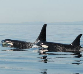 Adult killer whales still rely on their mothers