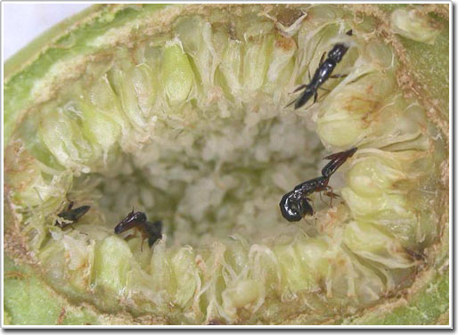 Advantages of parasitic plants and animals.
