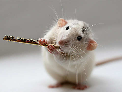 Adventure on the keyboard with the mouse