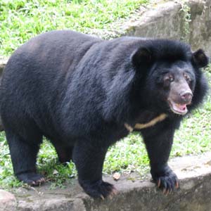 Advertisement film protecting the bear
