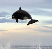 Aerial performance of