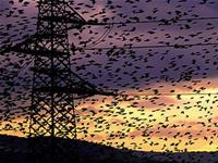 Africa at risk of avian influenza